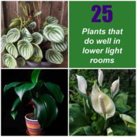 Peperomia, aspidistra and peace lily with words 25 plants do do well in lower light rooms.