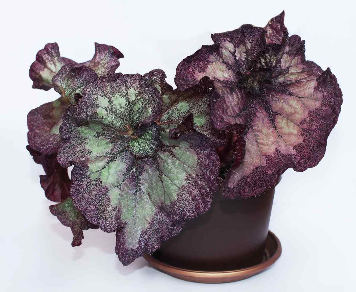 Rex begonia in a copper pot with saucer.