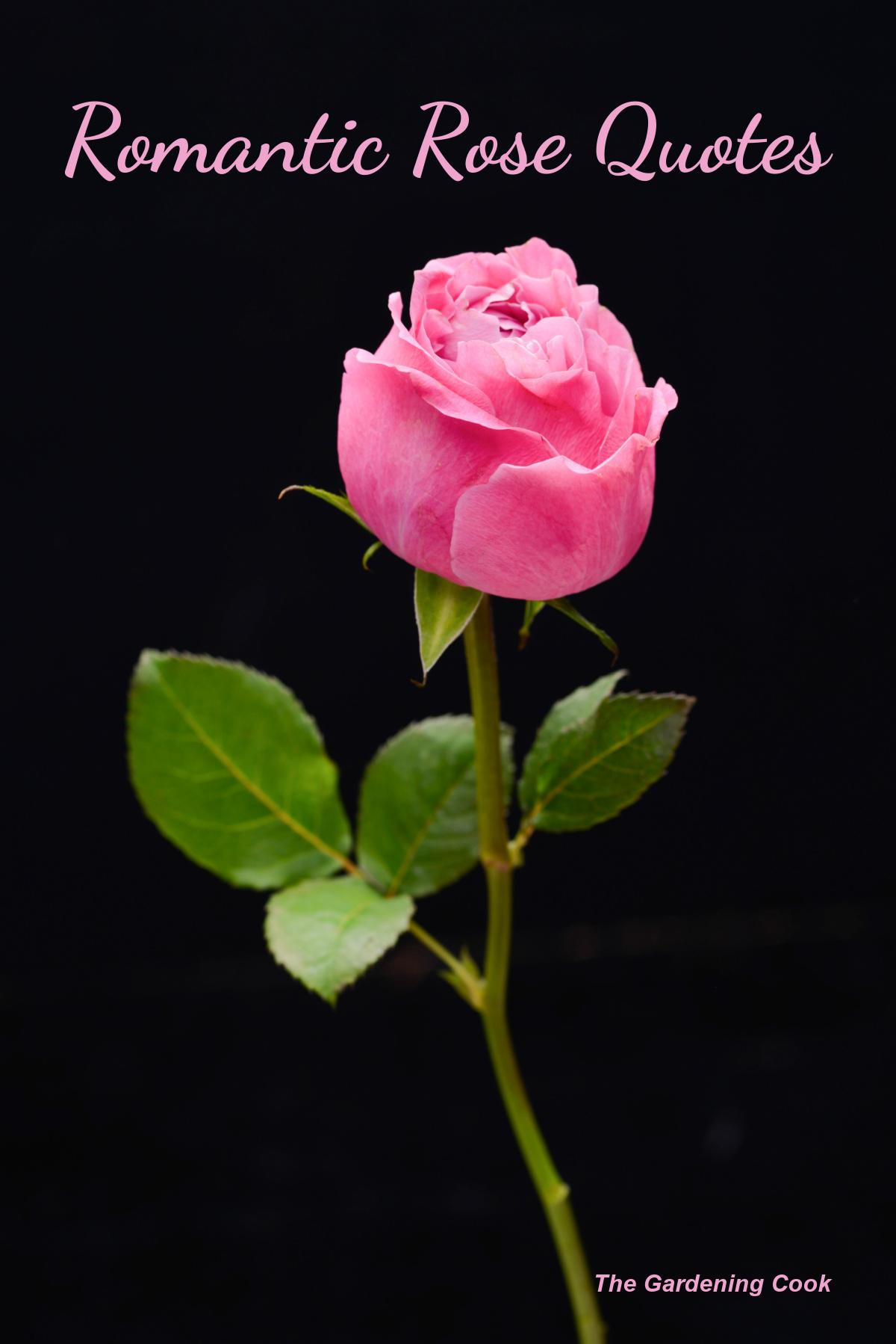 Pink rose bud on a black background with words "Romantic Rose Quotes."