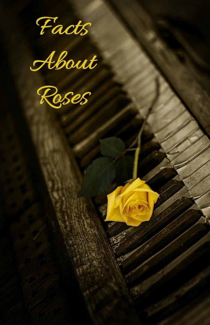 Yellow rose on piano with words Facts about roses