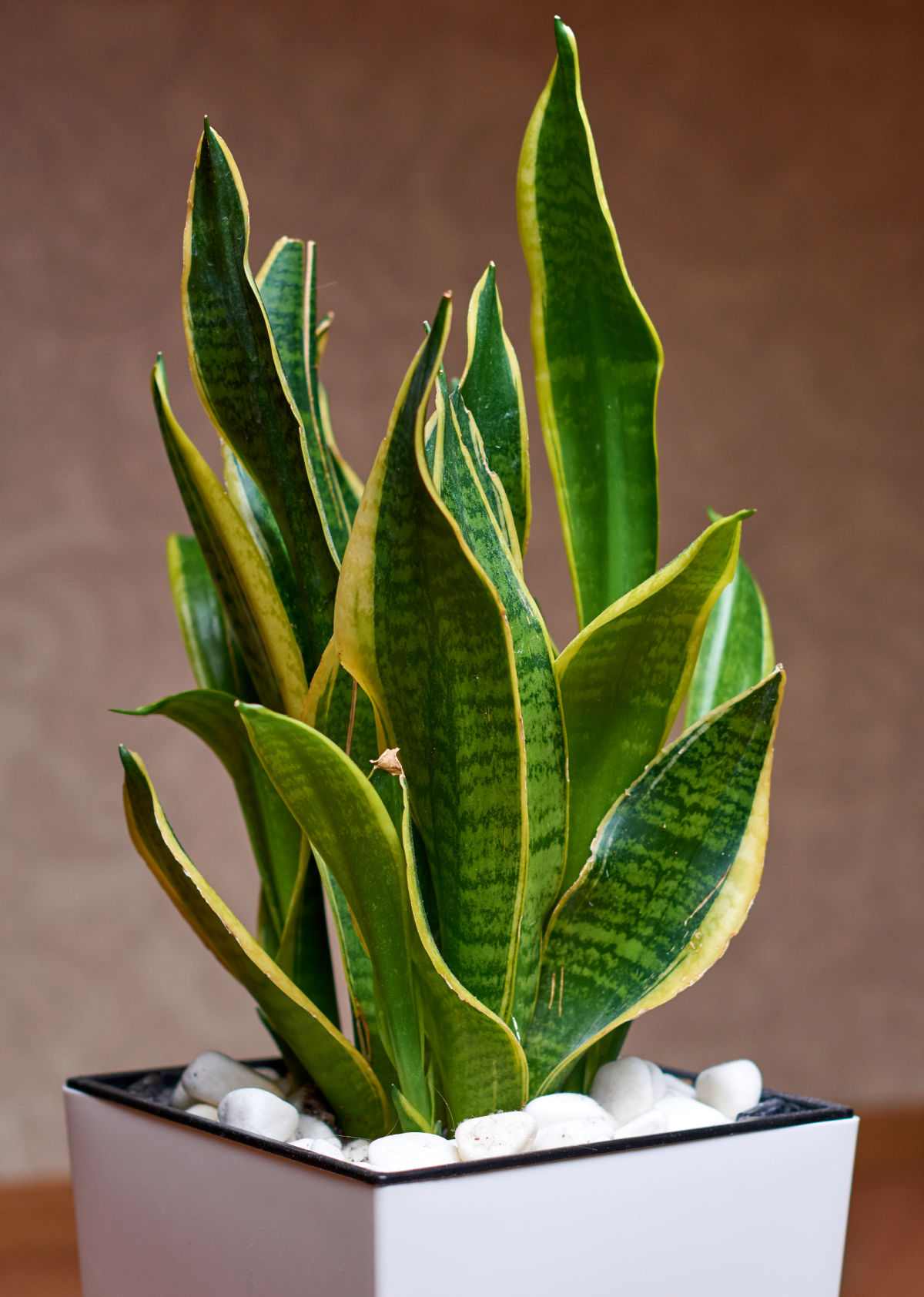 Snake plant in a white pot with decorative rocks.