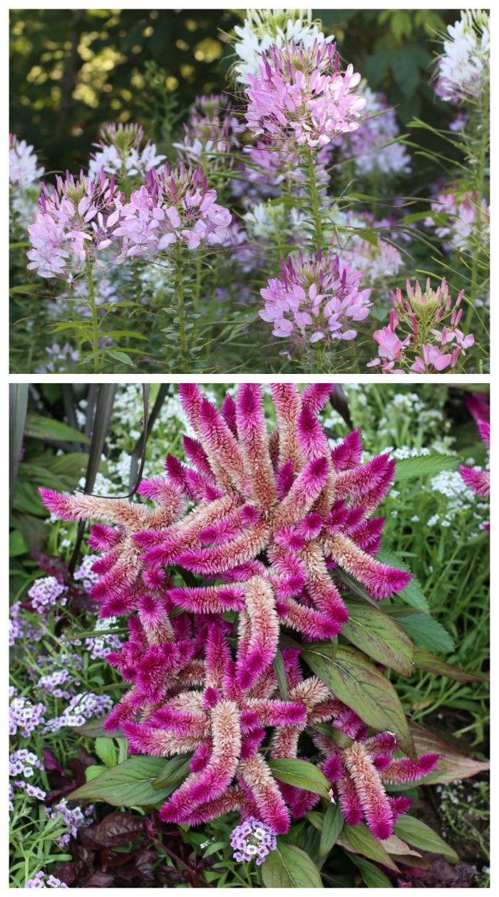 Summer flowering annuals - cleome and celosia