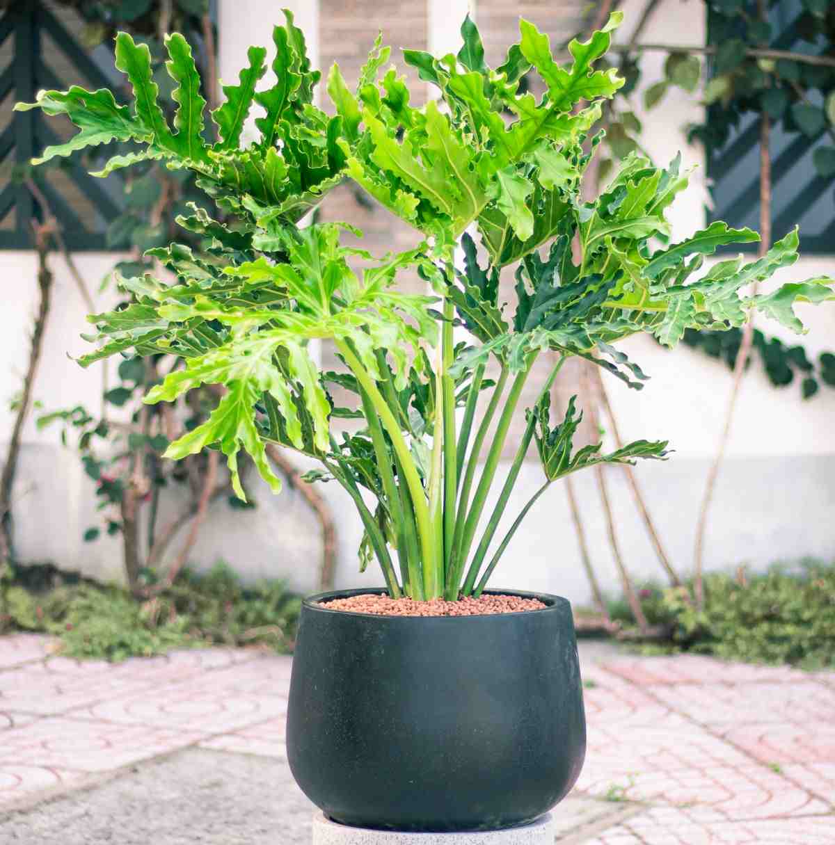 Split leaf philodendron in a black pot in an atrium.
