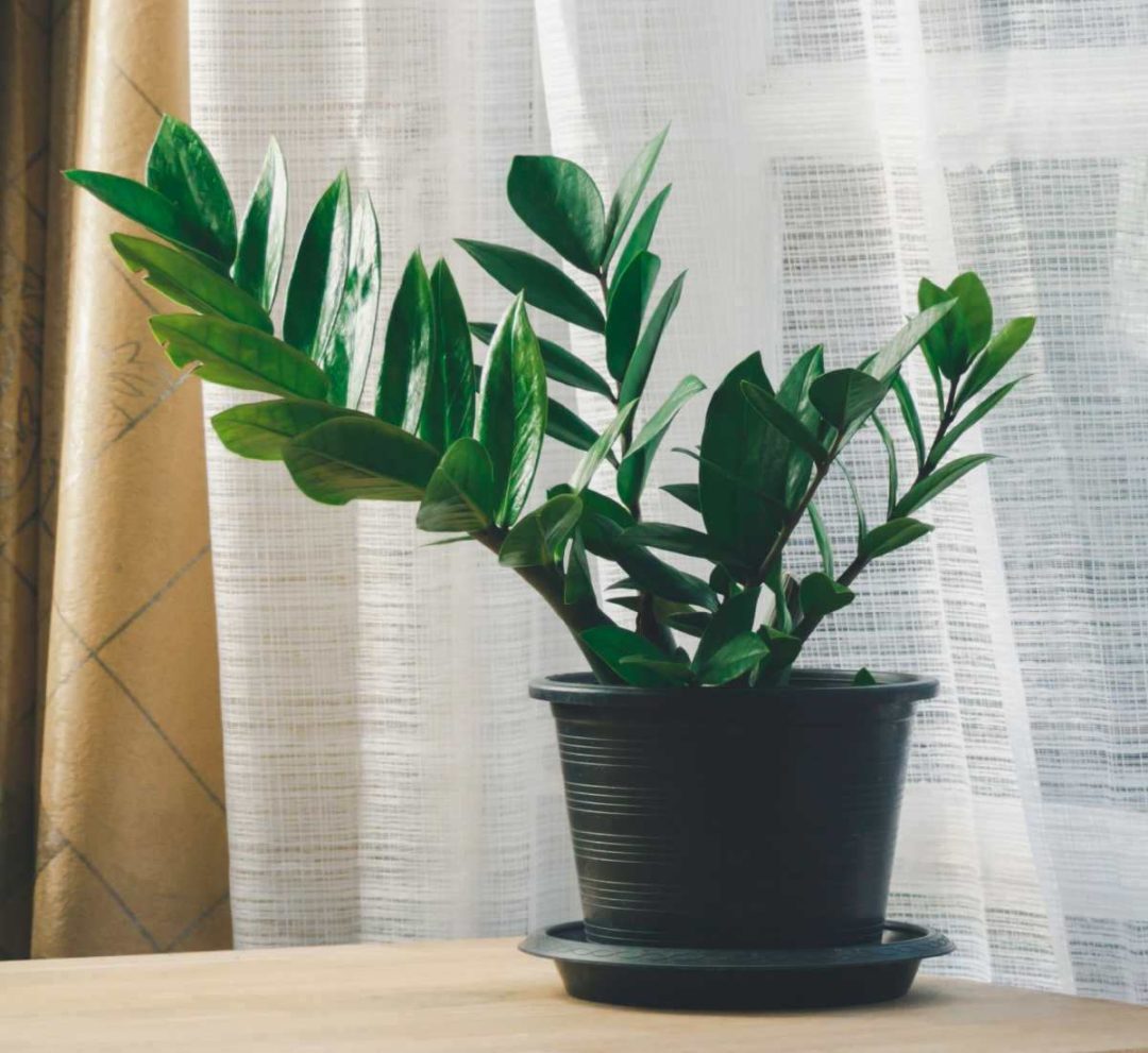 Best Low Light Indoor Plants - Houseplants For Lower Light Rooms