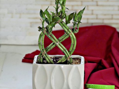 geigenfeige pflanze Geigenfeige kaufen - Ficus Lyrata Zimmerpflanze Ø:17 H:60 cm