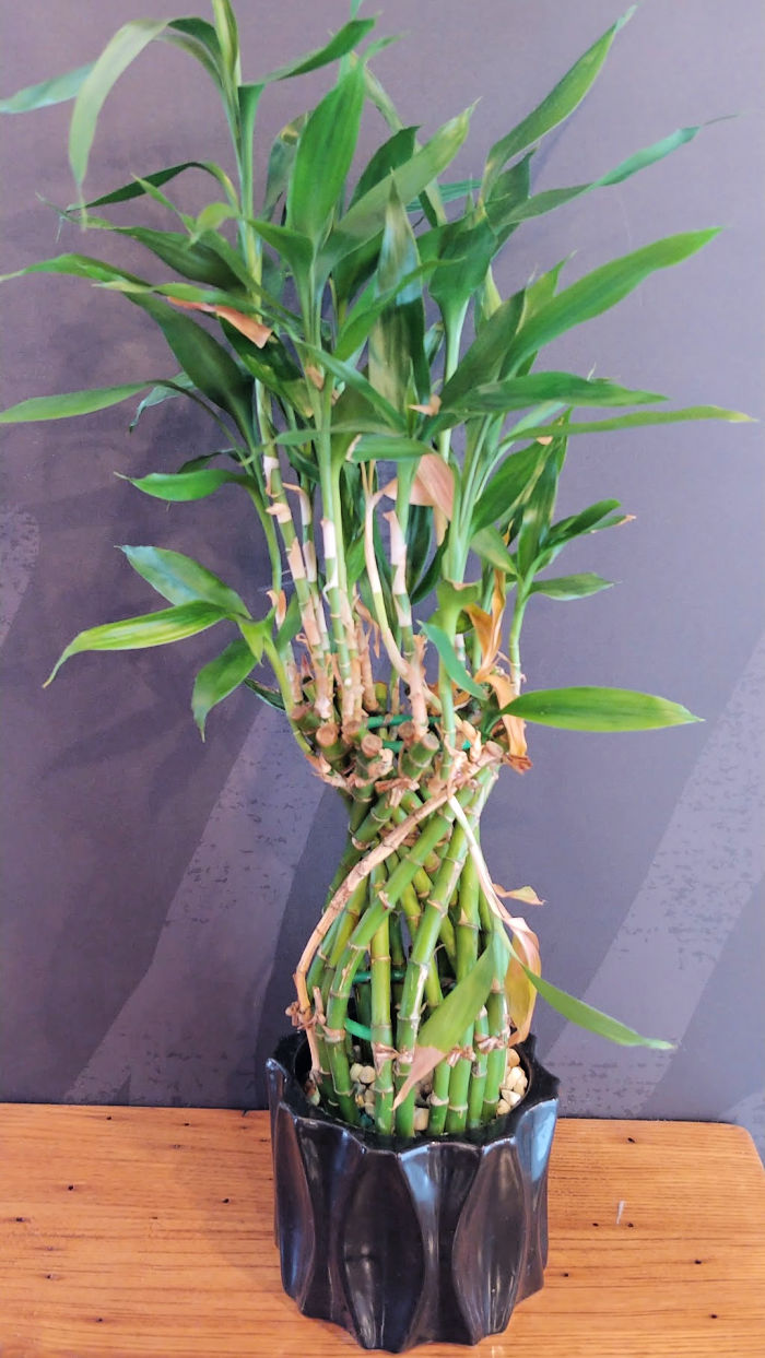 lucky bamboo plant growing tips - dracaena sanderiana plant care