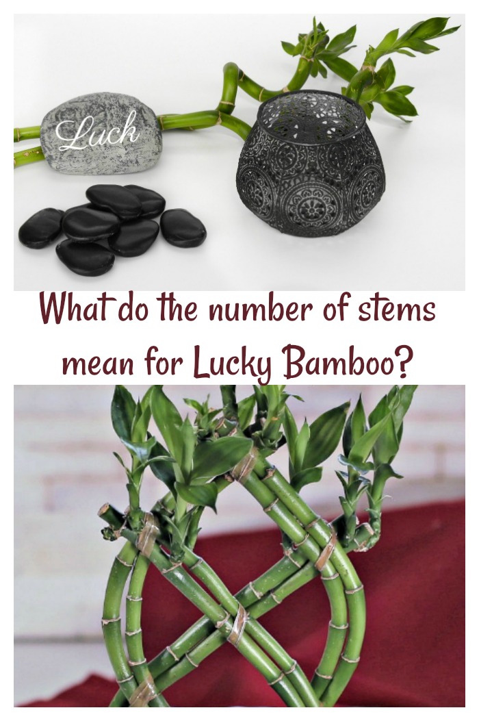 What do the number of stems mean in lucky bamboo?