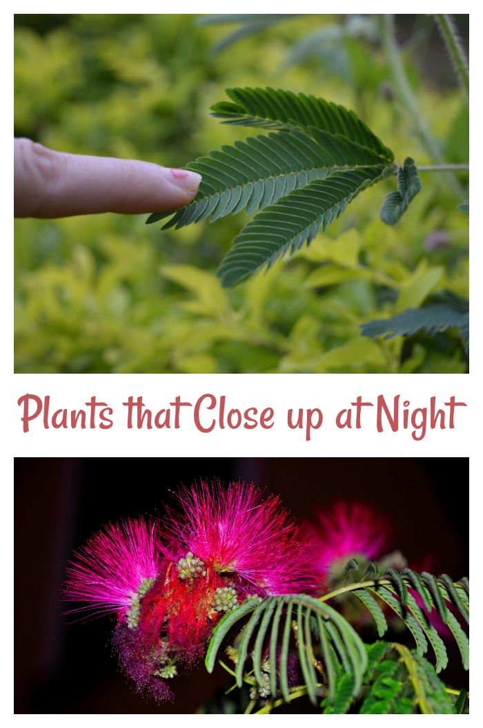 Plants that close up at night