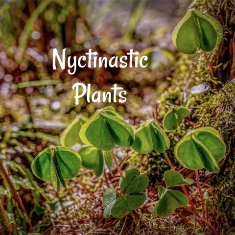 Nyctinastic Plants close up at night