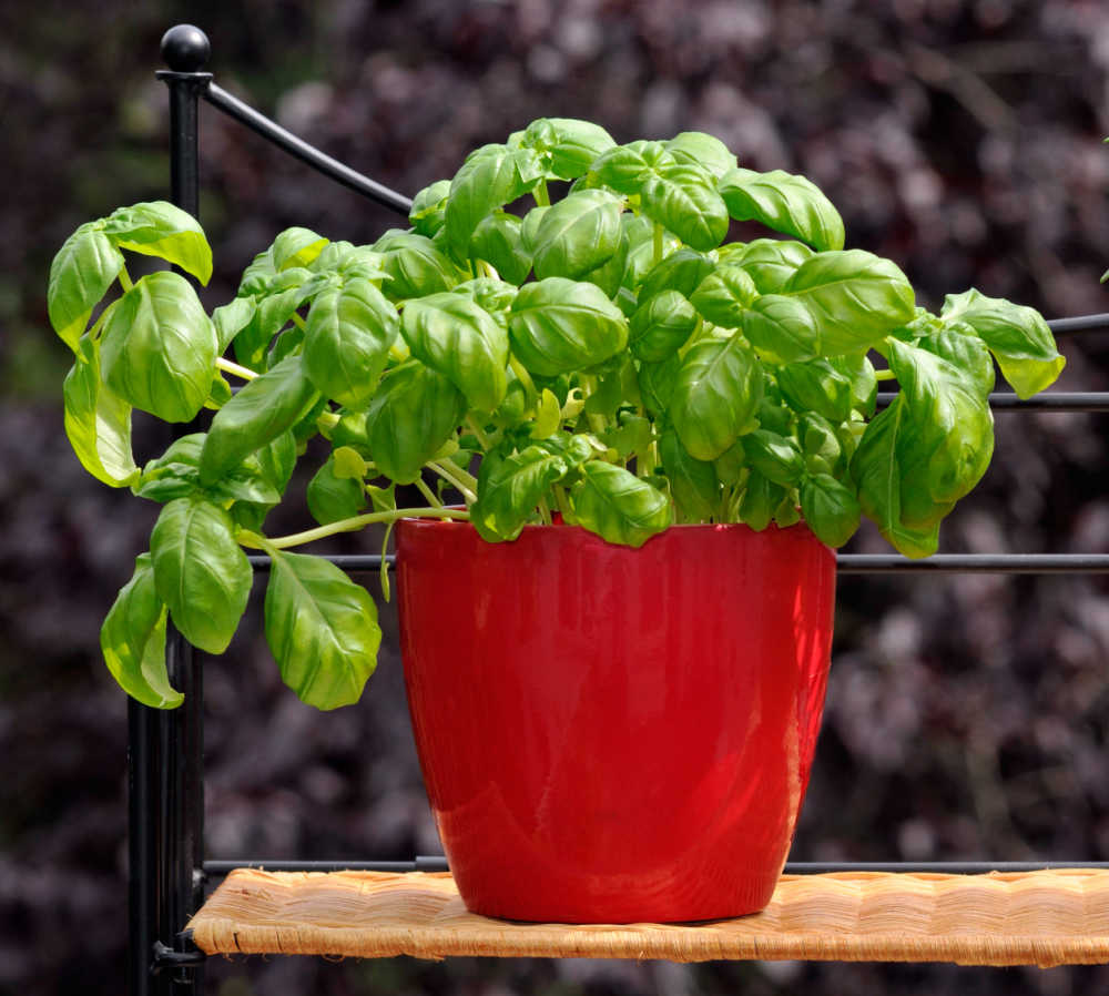basil plant in a red pot.