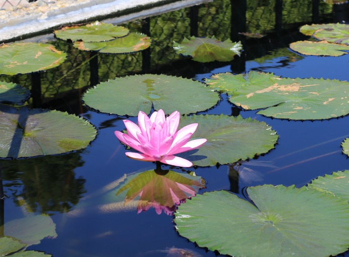 Pink Waterllily in the International waterlily collection in San Angelo Texas