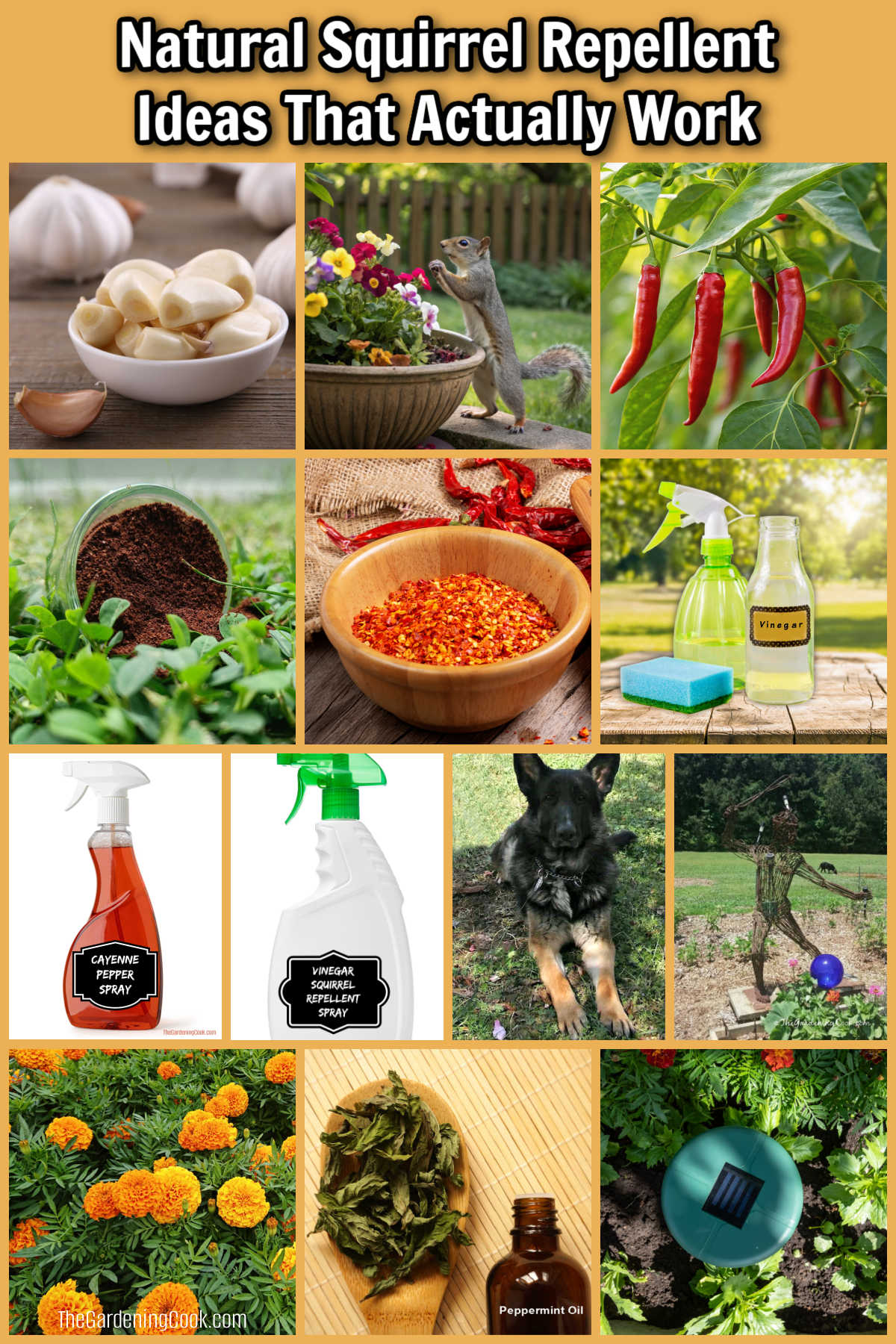 Pictures of natural squirrel repellent ideas that work including sprays, plants, remedies, pets and statues.