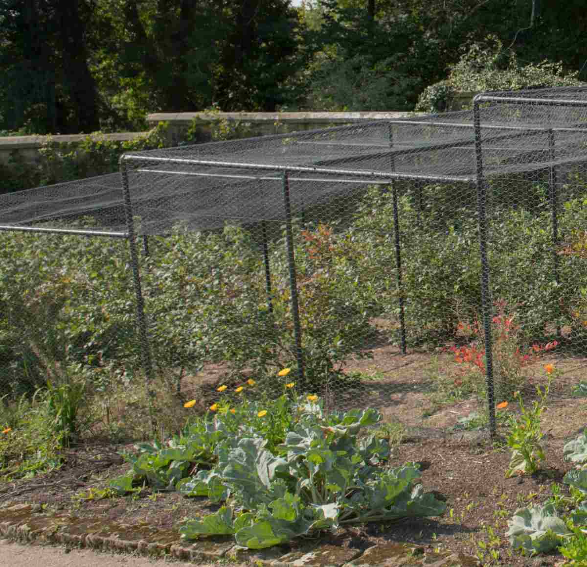 Garden with cage for protection from squirrels and other animals.