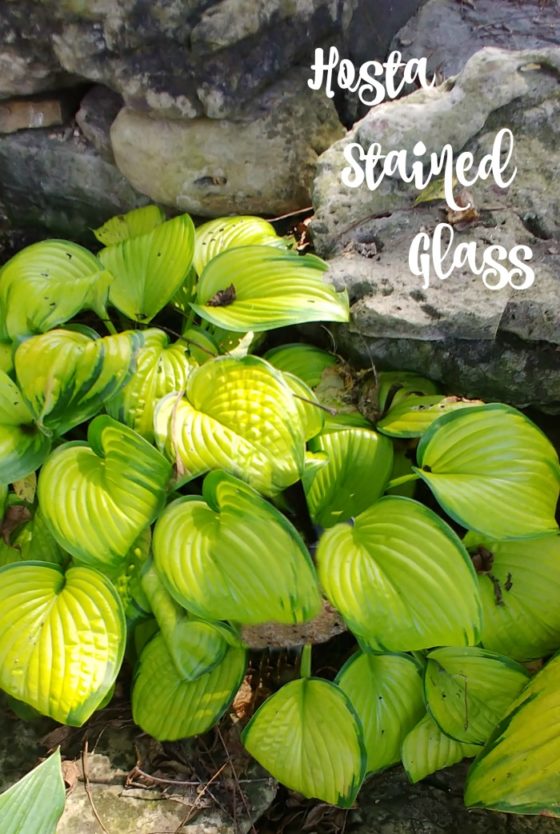 Hosta Stained Glass Sun Tolerant Variegated Plantain Lily