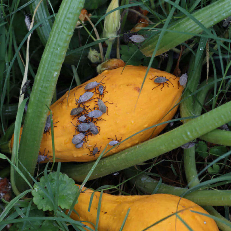 Control Squash Bugs 12 ways How to Kill Squash Bugs