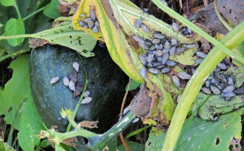 Infestation of squash bugs on a green squash plant.