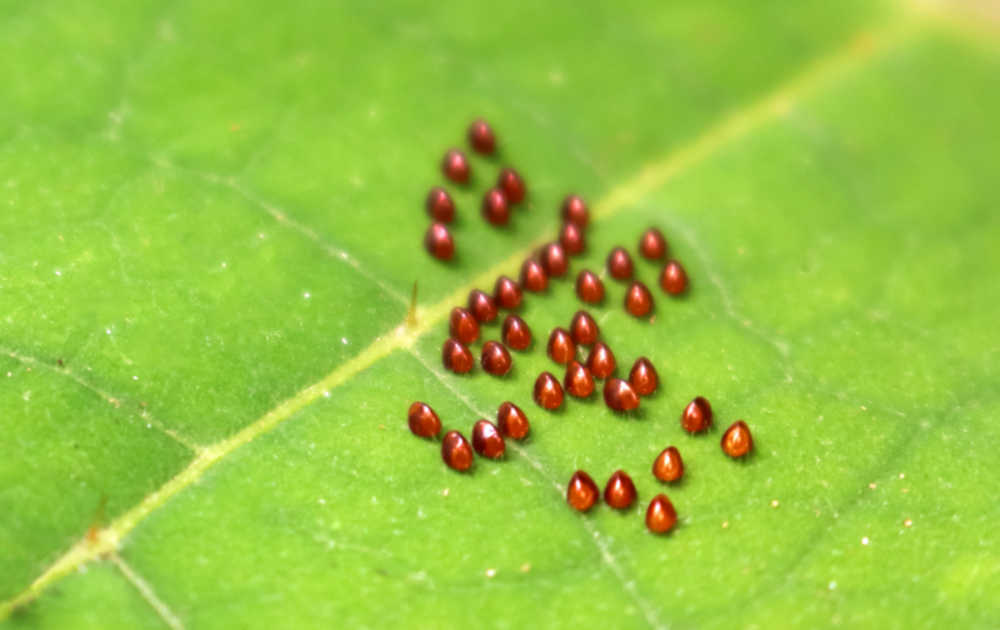 Squash bug eggs on a green leaf.