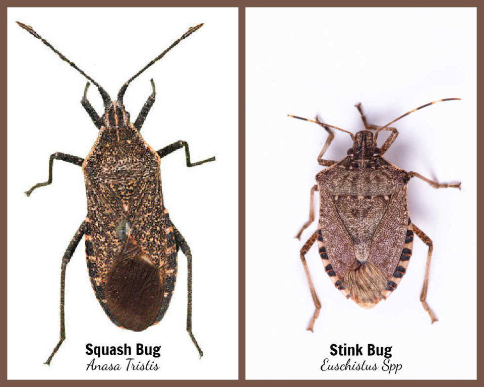 Control Squash Bugs 12 ways How to Kill Squash Bugs