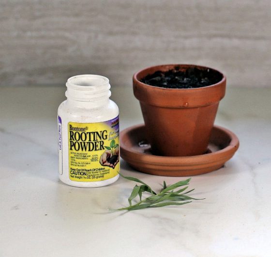 Growing Tarragon Planting, Using, Harvesting Tips French Tarragon