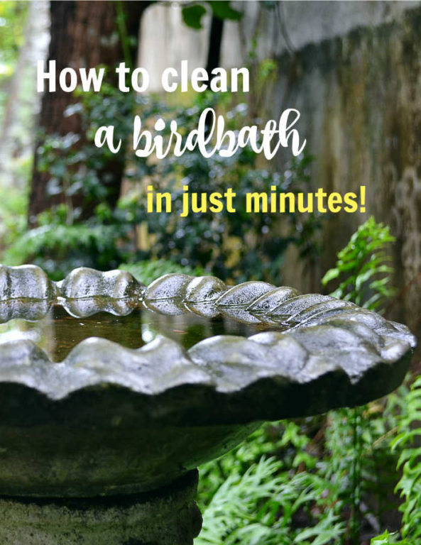 How to Clean A Cement Bird Bath in Just Minutes The Gardening Cook