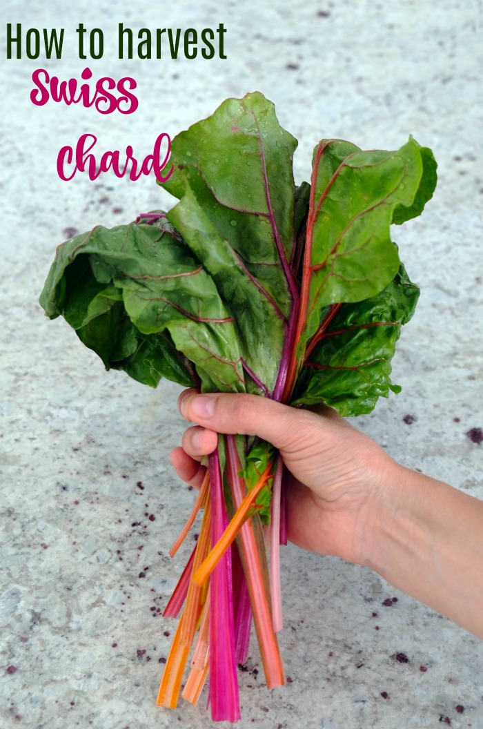 How to harvest Swiss chard