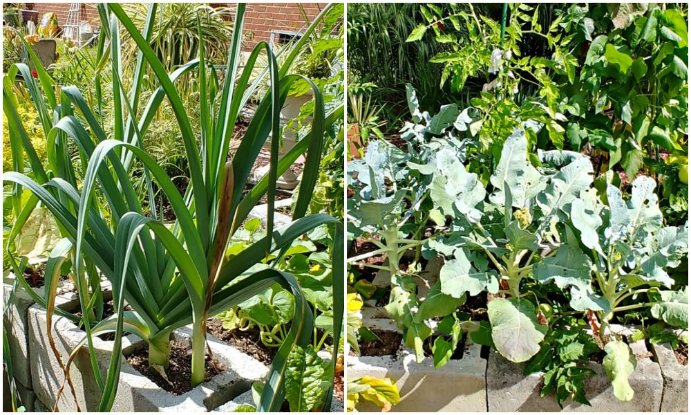 Leeks and broccoli growing in the small sections of a concrete block garden bed.