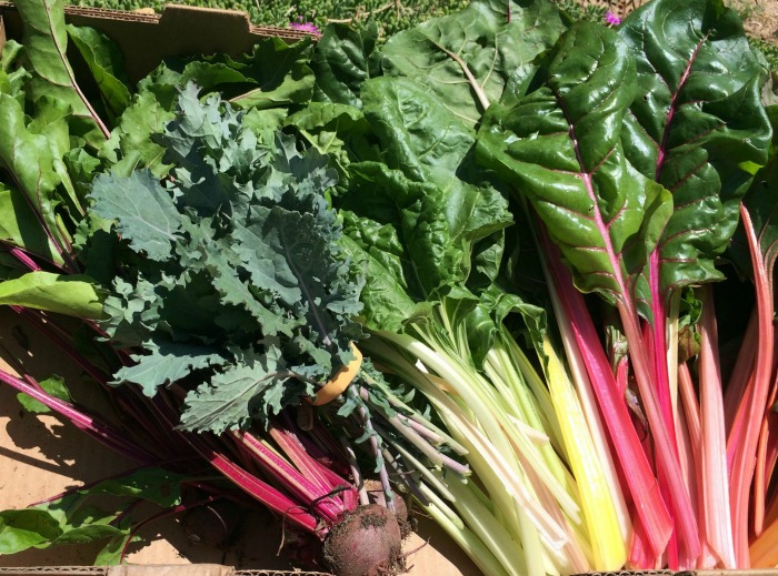 Colorful Swiss chard and beets