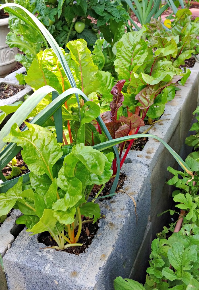 Swiss chard in a small space vegetable gardening bed