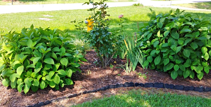 two hydrangea plants in a garden bed - Division is a form of propagating hydrangeas