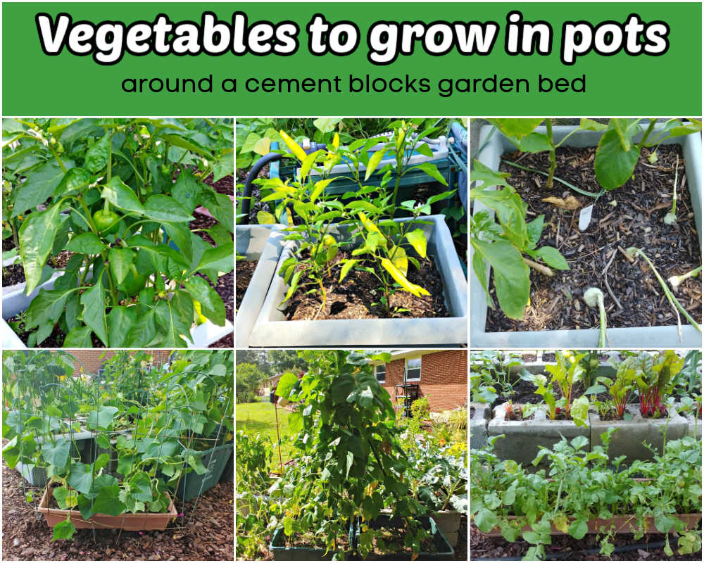 Vetgetables to grow in pots outside a cinder block garden bed include bell peppers, chili peppers, onions, heirloom beans, and radishes.