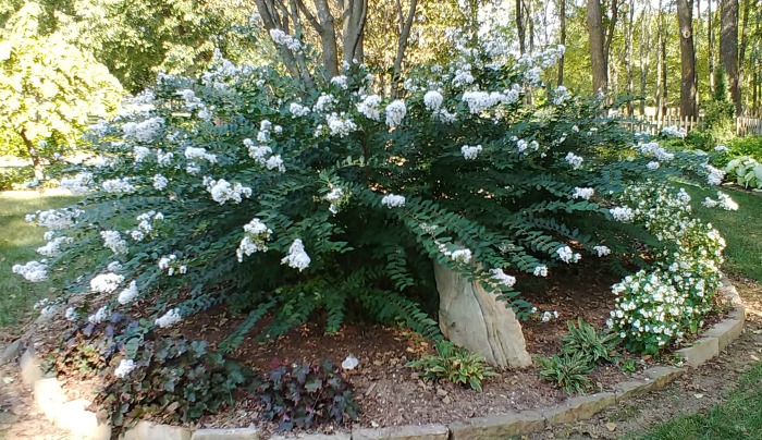 Large shrub at the entrance of the White Garden