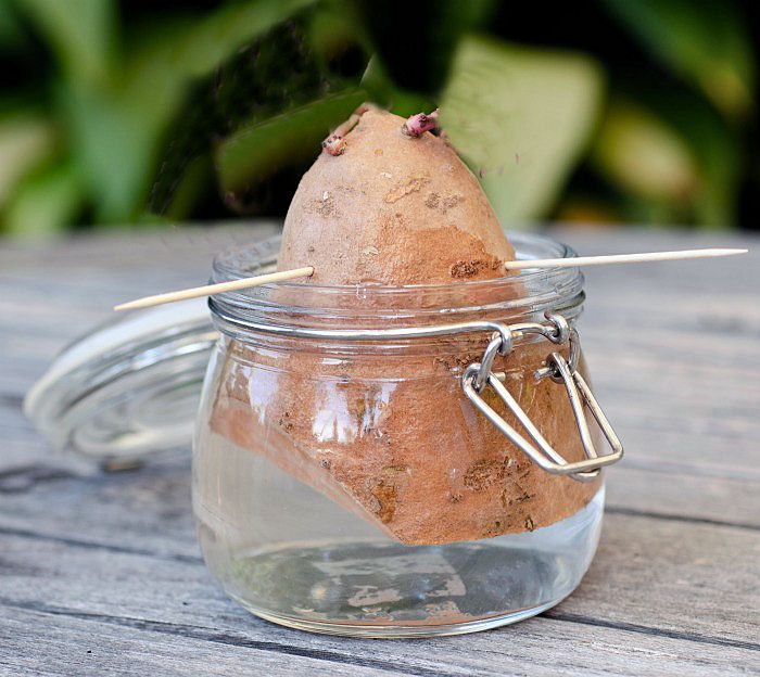 Rooting a sweet potato in water