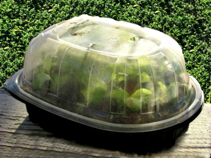 Gardening hacks for beginners - Rotisserie Chicken container used as a terrarium
