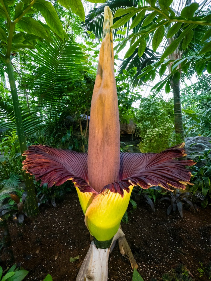 Huge purple and yellow corpse flower