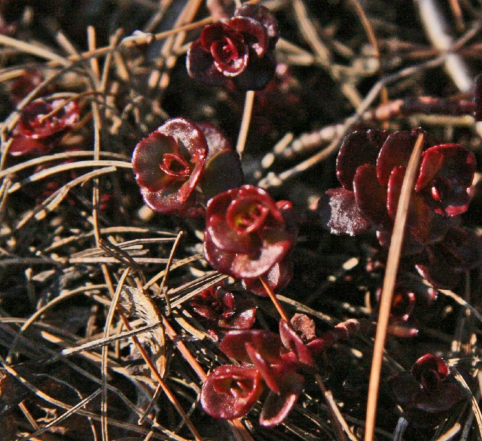 deep red clusters of Dragon's blood sedum surrounded by straw.
