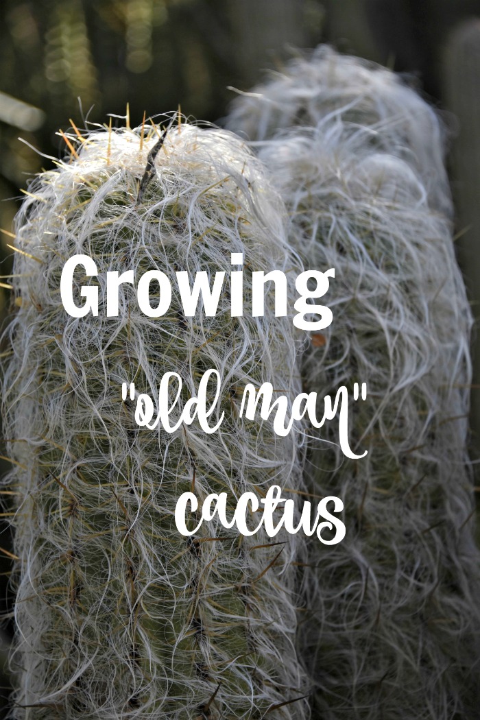Growing Old Man Cactus