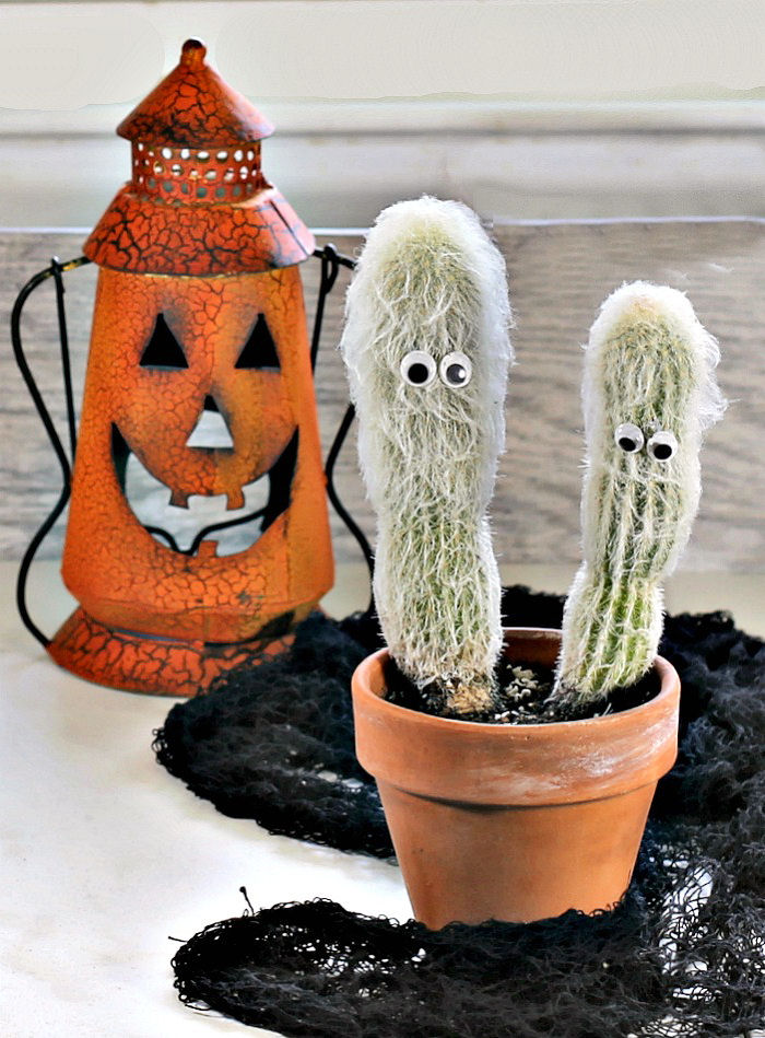 Old man cactus and lantern for Halloween