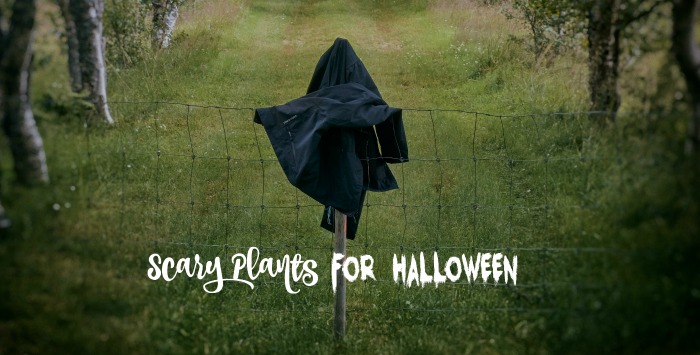  a black figure on a pole in a field with the words Scary plants for Halloween.