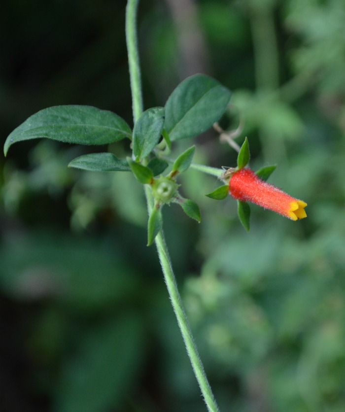 Flower of the candy corn vine.