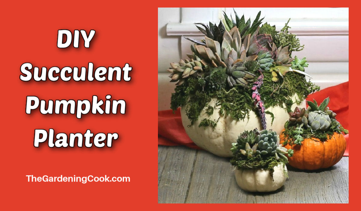 DIY succulent pumpkin planters.
