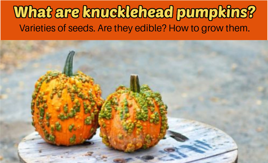 Two warty pumpkins on a round wood plaque. Orange text blocks reads What are knucklehead pumpkins, Varieties of seeds. Are they edible? How to grow them.