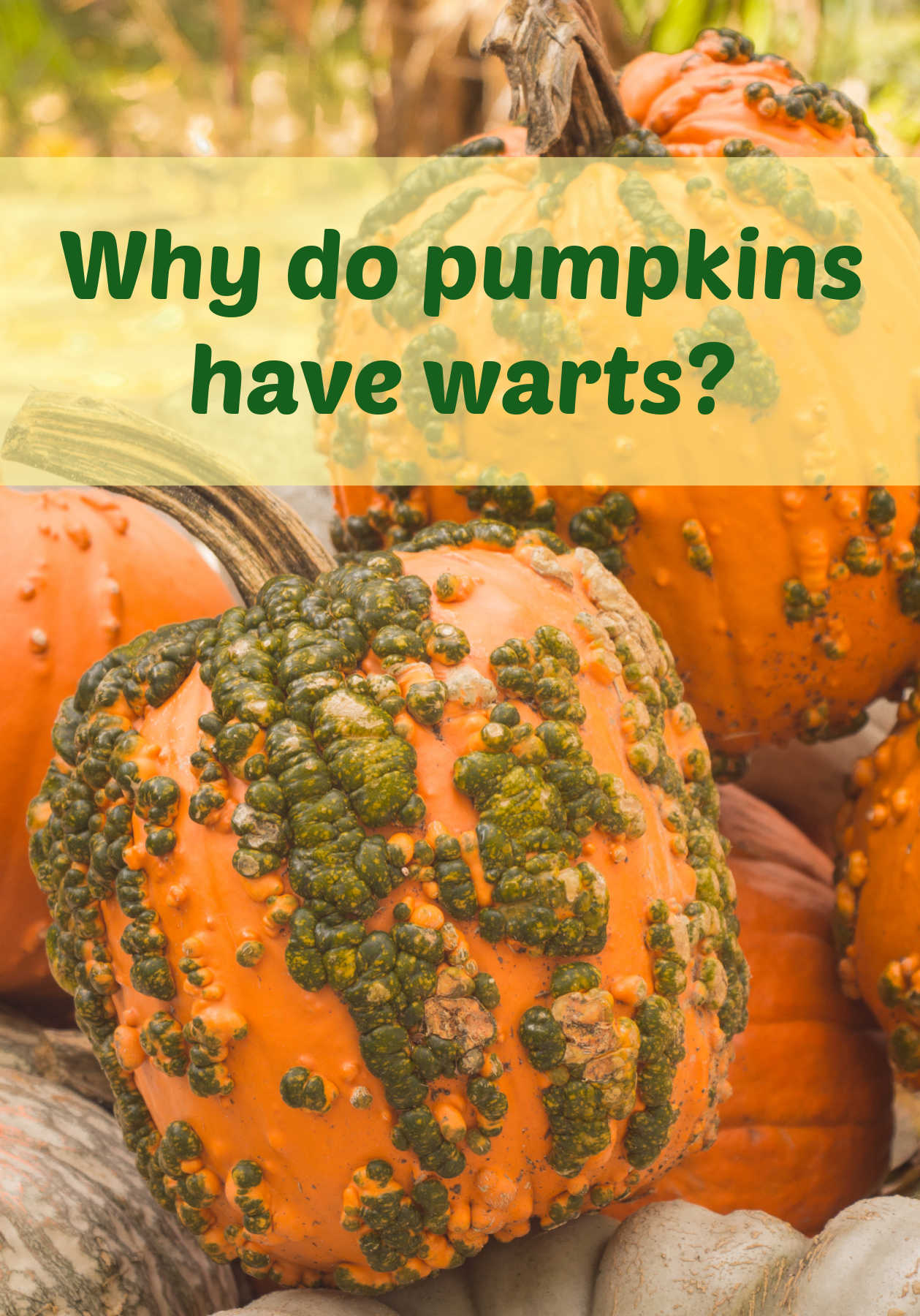 Orange pumpkins with bumps stacked. Yellow and green text box reads Why do pumpkins have warts?