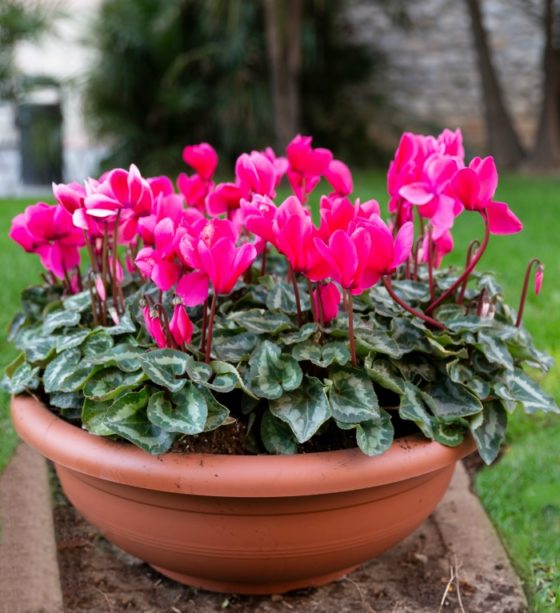 Cyclamen Persicum Plant