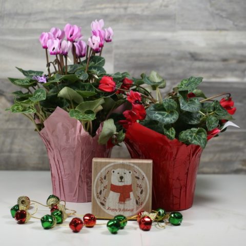 Florist cyclamen plants with Christmas decorations.