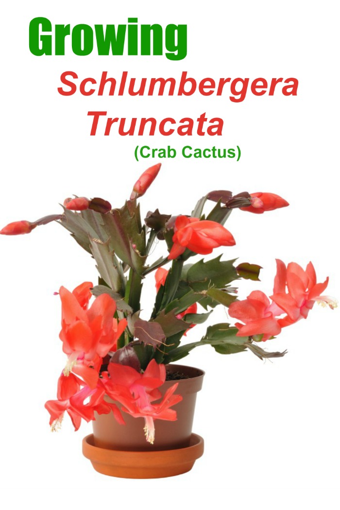 Holiday cactus in flower with text reading "Growing schlumbergera truncata (crab cactus)".