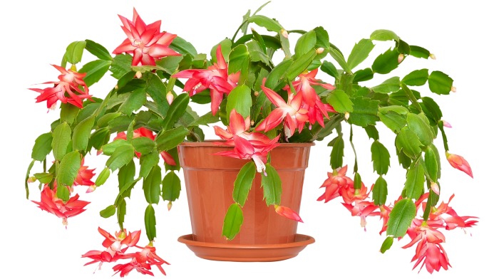 Thanksgiving Cactus Christmas Cactus Easter Cactus 2" Pots Sets of 12