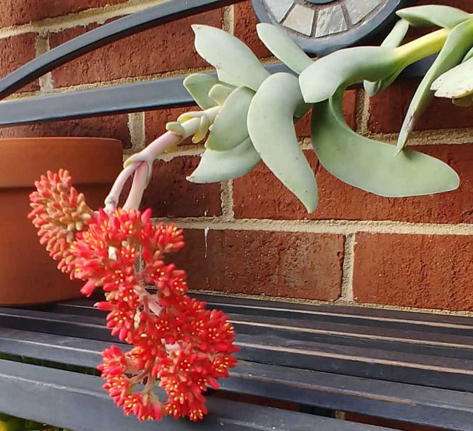 Propeller Plant How to Grow Crassula Falcata Succulent