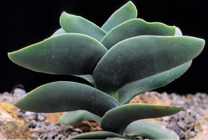 Leaves of a propeller plant succulent.
