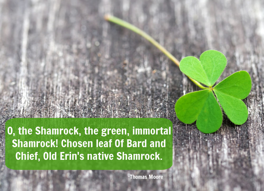 Thomas Moore shamrock quote Shamrock ona wood background with quote by Thomas Moore.