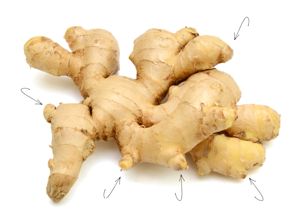 Growing Ginger From Root How to Grow Ginger Root